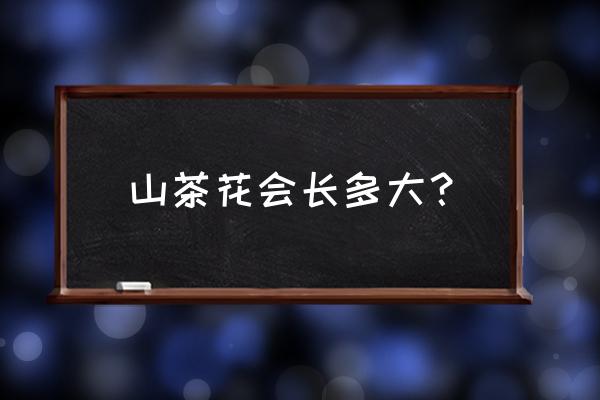 中国最大的山茶花在哪里 山茶花会长多大？