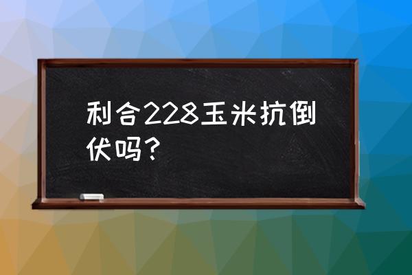 玉米抗倒伏药打过几个小时有用 利合228玉米抗倒伏吗？