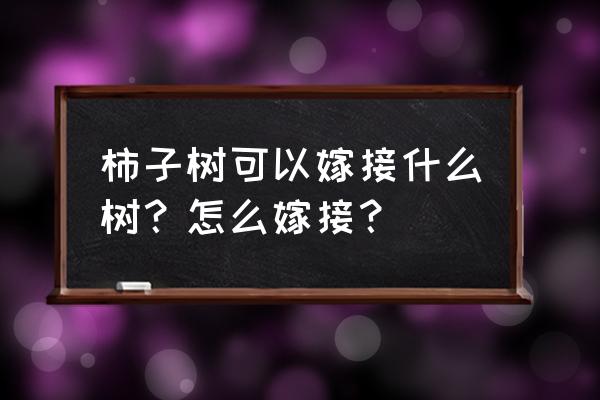 果树最常见的三种嫁接方法 柿子树可以嫁接什么树？怎么嫁接？