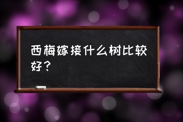 与西梅很像的水果有哪些 西梅嫁接什么树比较好？