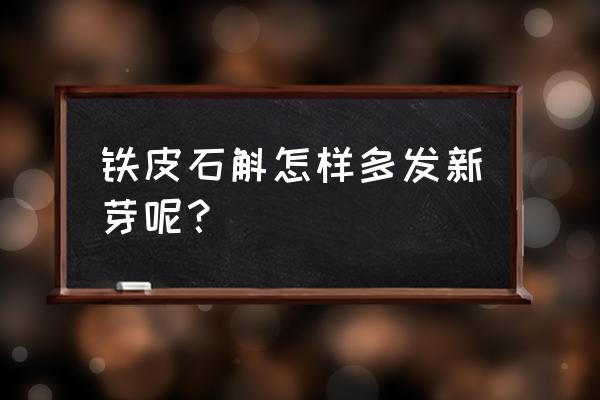 铁皮石斛大规模人工栽培 铁皮石斛怎样多发新芽呢？