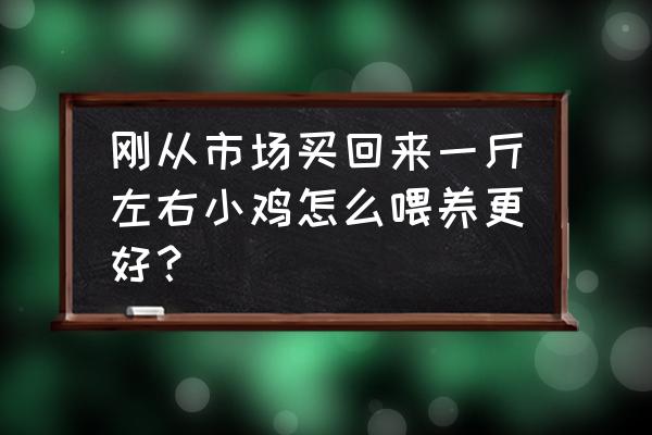 自己养的鸡喂养方法 刚从市场买回来一斤左右小鸡怎么喂养更好？