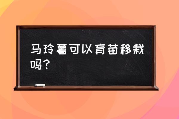 市场上买来的土豆可以当种薯用吗 马玲薯可以育苗移栽吗？