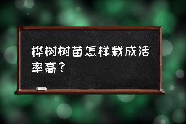 杨树苗怎么栽成活率高 桦树树苗怎样栽成活率高？