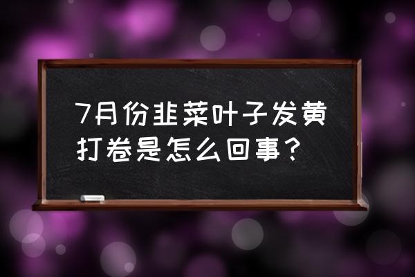 韭菜黄叶枯死怎么办 7月份韭菜叶子发黄打卷是怎么回事？