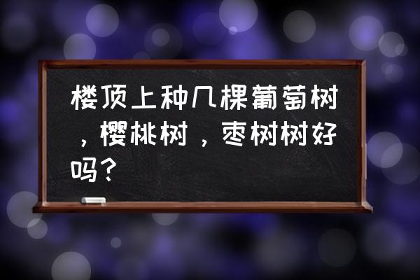 屋顶花园枣树 楼顶上种几棵葡萄树，樱桃树，枣树树好吗？