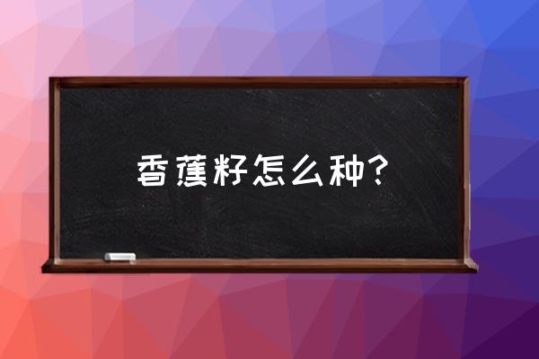 香蕉没有种子怎么种植 香蕉籽怎么种？