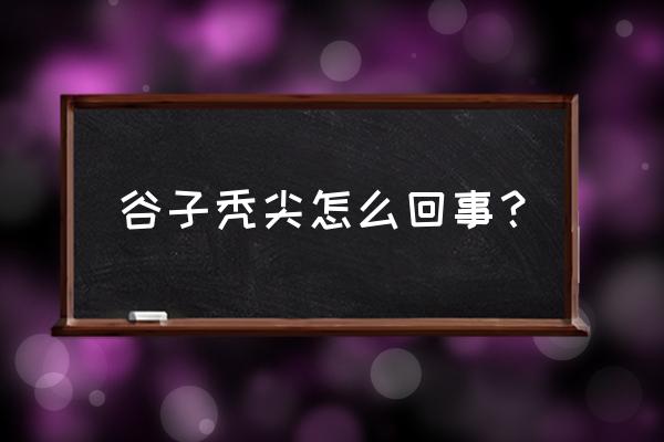 谷子得了枯萎病怎么治 谷子秃尖怎么回事？