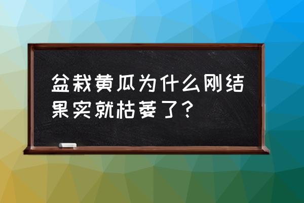 黄瓜枯萎病是土传病害吗 盆栽黄瓜为什么刚结果实就枯萎了？