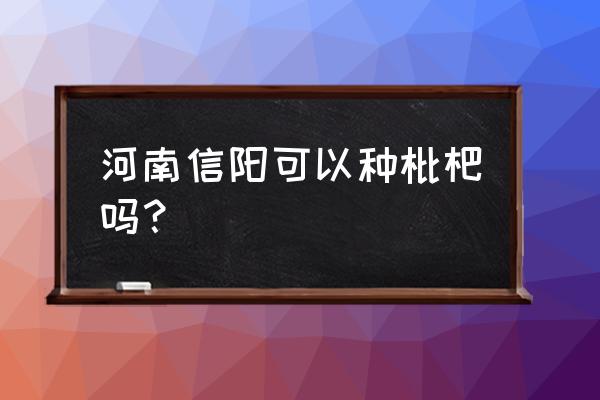 大街为什么会种枇杷树 河南信阳可以种枇杷吗？