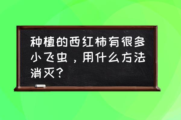 西红柿长虫子怎么治 种植的西红柿有很多小飞虫，用什么方法消灭？