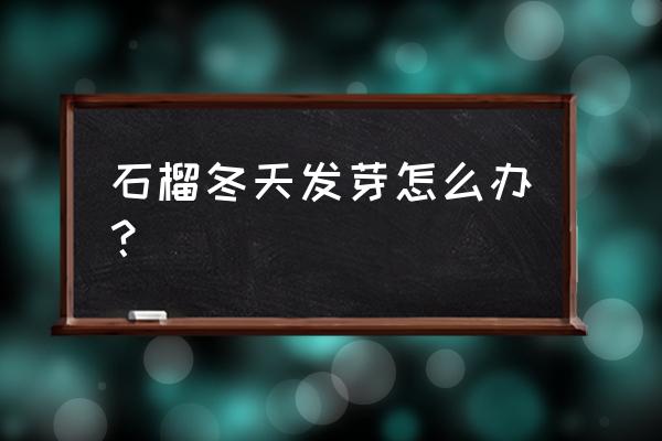 石榴树冻死了冒了好多芽怎么处理 石榴冬天发芽怎么办？