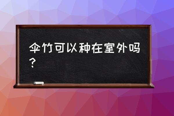 伞草怎么修剪 伞竹可以种在室外吗？