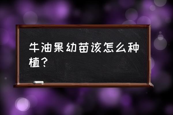 牛油果育苗全过程 牛油果幼苗该怎么种植？