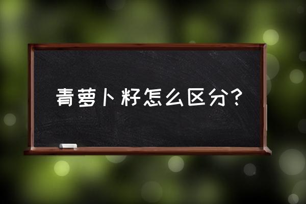 什么样的萝卜籽治病最好 青萝卜籽怎么区分? 什么样的萝卜籽治病最好 青萝卜籽怎么区分?