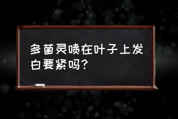 种植蔬菜叶子长白点怎么处理 多菌灵喷在叶子上发白要紧吗？