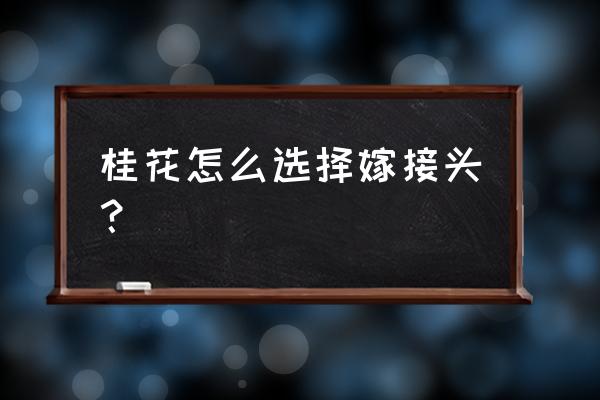 一棵流苏嫁接几种桂花 桂花怎么选择嫁接头？