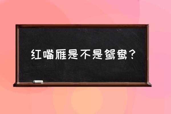 红嘴雁最好吃的做法 红嘴雁是不是鸳鸯？