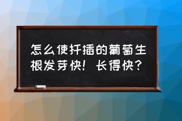 小苗定植快速生根的好方法 怎么使扦插的葡萄生根发芽快!长得快? 小苗定植快速生根的好方法 怎么使扦插的葡萄生根发芽快!长得快?