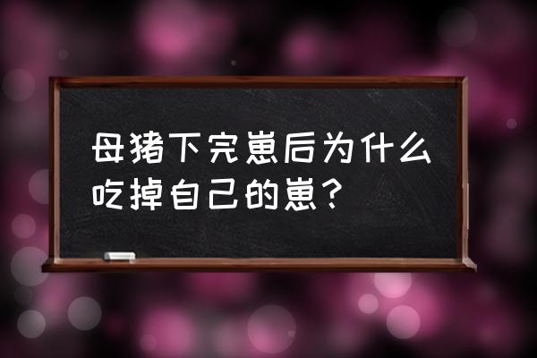 什么原因引起母猪产死胎 母猪下完崽后为什么吃掉自己的崽？