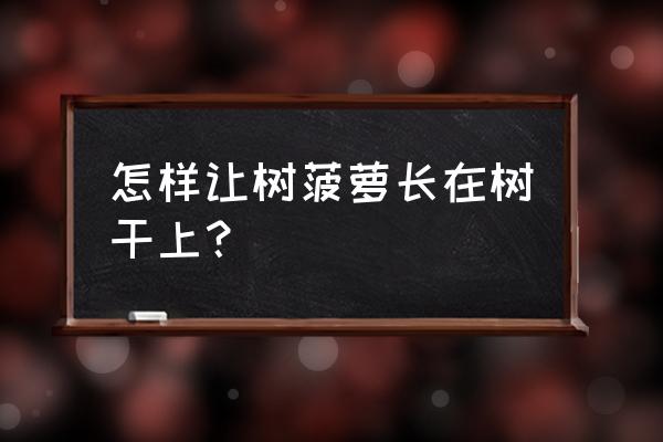 凤梨树长多高最好 怎样让树菠萝长在树干上? 凤梨树长多高最好 怎样让树菠萝长在树干上?