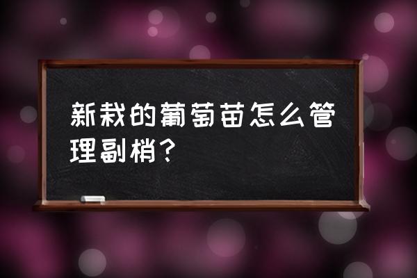 二年葡萄小苗怎样修剪 新栽的葡萄苗怎么管理副梢? 二年葡萄小苗怎样修剪 新栽的葡萄苗怎么管理副梢?