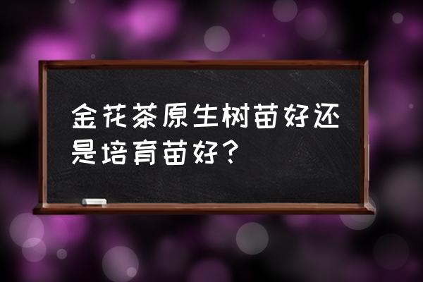 金花茶苗多少钱一棵 金花茶原生树苗好还是培育苗好？