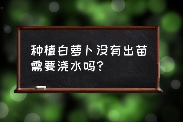 萝卜种植后没出苗能浇水吗 种植白萝卜没有出苗需要浇水吗？