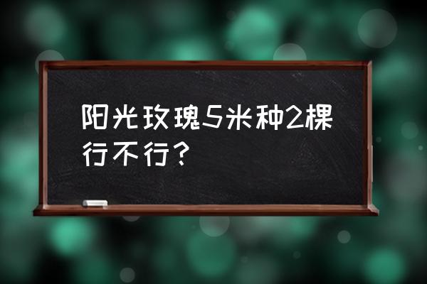 阳光玫瑰葡萄苗哪里可以买到正品 阳光玫瑰5米种2棵行不行? 阳光玫瑰葡萄苗哪里可以买到正品 阳光玫瑰5米种2棵行不行?